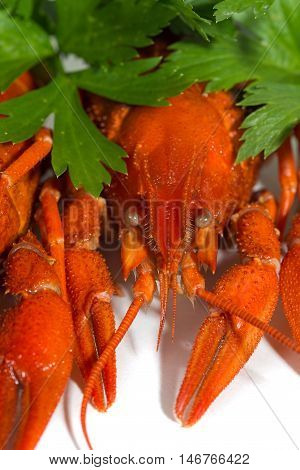 macor Boiled crayfish on isolate white background with green