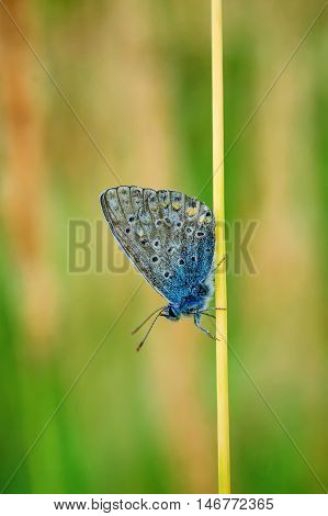 Plebejus Idas, Idas Blue, Is A Butterfly In The Family Lycaenidae. Beautiful Butterfly Sitting On Fl