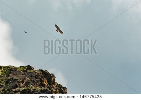 An endangered bearded vulture (Gypaetus barbatus)with the small flying in the Swiss alps