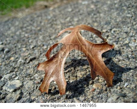 Ultima foglia di autunno