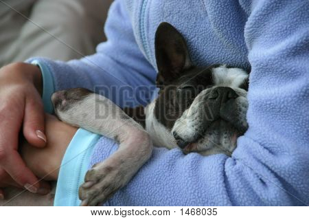 Somnolent bouledogue français