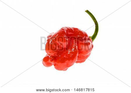 Fresh Ripe Caribbean Red Habanero Hot Chili Pepper
