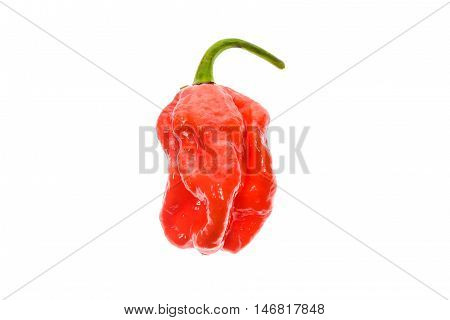 Fresh Ripe Caribbean Red Habanero Hot Chili Pepper