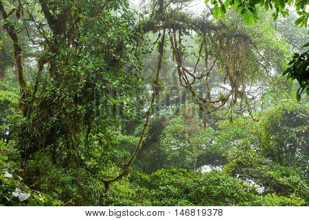 Misty rainforest in Monteverde cloud forest reserve Costa Rica
