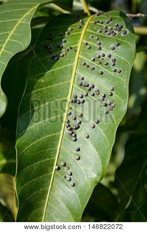 close up dirty anthracnose on green mango leaves