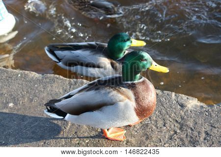 Domestic Duck On Farm Yard Background. Vintage Effect Style.