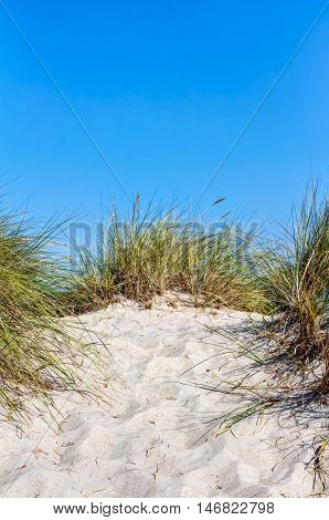 Beach And Dunes With Beachgrass In Summer