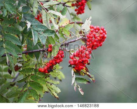 Ripe Orange Rowanberries On A Tree Branch Outdoors