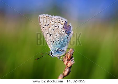 Plebejus Idas, Idas Blue, Is A Butterfly In The Family Lycaenidae. Beautiful Butterfly Sitting On St