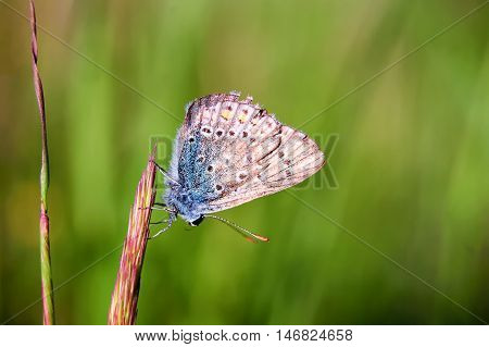 Plebejus Idas, Idas Blue, Is A Butterfly In The Family Lycaenidae. Beautiful Butterfly Sitting On St
