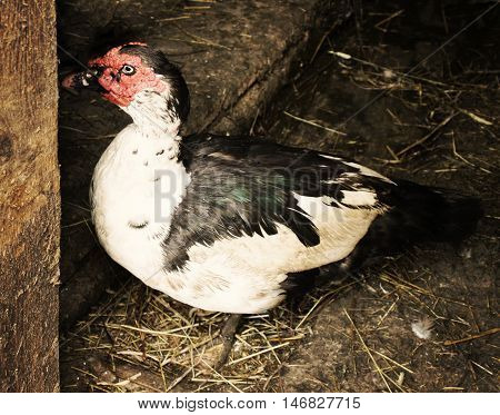 Domestic Duck On Farm Yard Background. Vintage Effect Style.