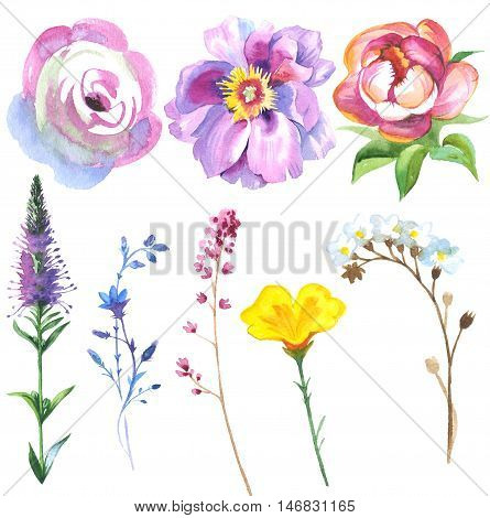 Painted wildflower flowers set in a watercolor style. Set includes isolated herbs: meadow, daisy, calla and waxflower.
