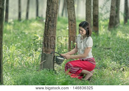 woman rubber farmer slitting rubber tree for keep latex thailand.