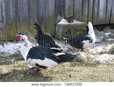 Domestic Duck On Farm Yard Background. Vintage Effect Style.