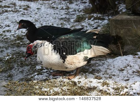 Domestic Duck On Farm Yard Background. Vintage Effect Style.