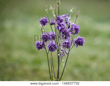 Purple Flower Of European Columbine Aquilegia Vulgaris .