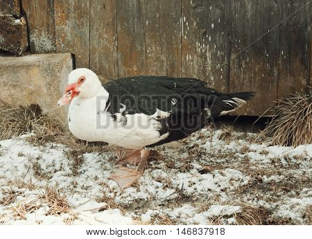 Domestic Duck On Farm Yard Background. Vintage Effect Style.