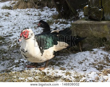 Domestic Duck On Farm Yard Background. Vintage Effect Style.
