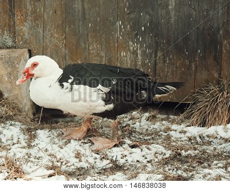 Domestic Duck On Farm Yard Background. Vintage Effect Style.