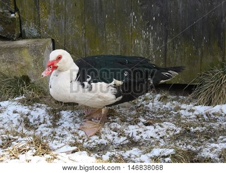 Domestic Duck On Farm Yard Background. Vintage Effect Style.