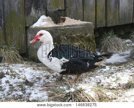 Domestic Duck On Farm Yard Background. Vintage Effect Style.