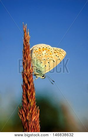 Polyommatus Bellargus, Adonis Blue, Is A Butterfly In The Family Lycaenidae. Beautiful Butterfly Sit
