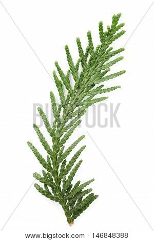 Closeup of green twig of thuja the cypress family on white background.
