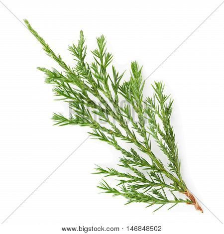 Closeup of green twig of thuja the cypress family on white background.