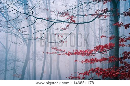 Tree in the misty autumn forest in blue