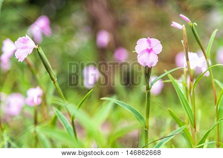 Caulokaempferia alba flower Boloven Plateau Champasak Laos