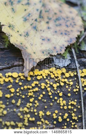 Bisporella citrina [Calycella citrina] macro shot local focus