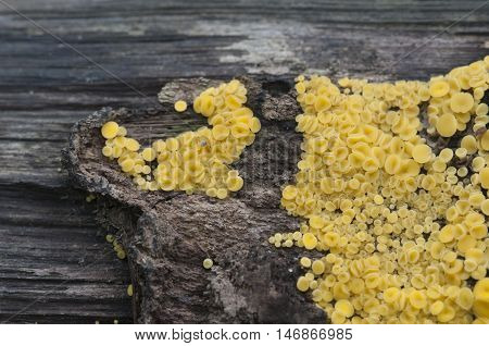 Bisporella citrina [Calycella citrina] macro shot local focus
