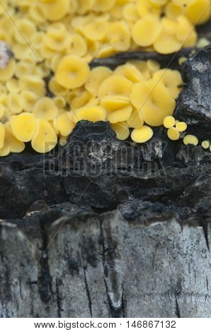 Bisporella citrina [Calycella citrina] macro shot local focus