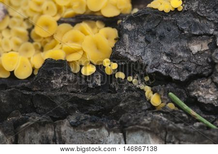 Bisporella citrina [Calycella citrina] macro shot local focus