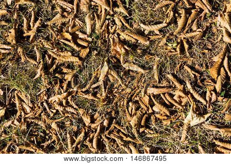 Texture Background Detail Tree Leaves Autumn Fallen Dead Ground Grass Orange Dry