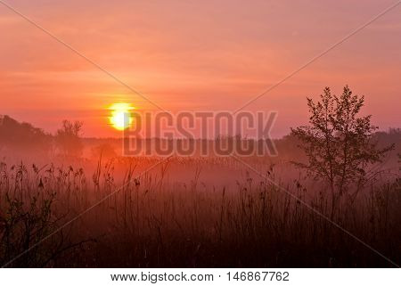 Foggy Landscape. Early Morning on a meadow.