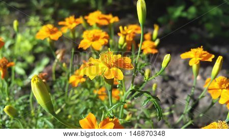 Autumn flowers. Beautiful autumn flowers in the park.