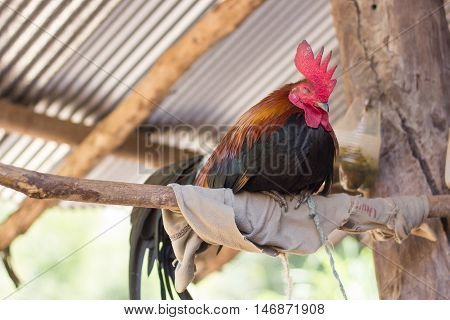 rooster sleep on bars on farm day