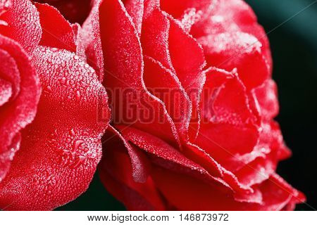 Red rose with water drops on the petals, beautiful flloral background. Selective focus and shallow depth of field.