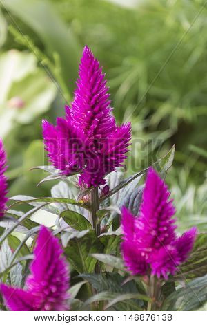 celosia flower in the garden in spring