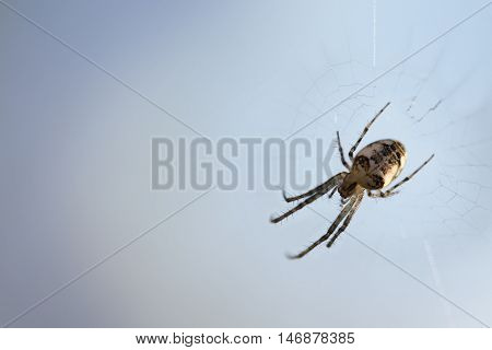 small spider (Metellina segmentata) in the net against a blue-gray background with large copy space macro shot with selected focus and narrow depth of field