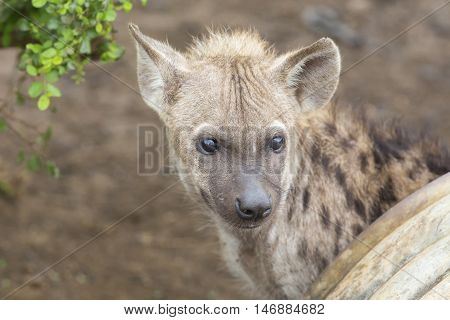 Two hyena lying down looking and observing the young