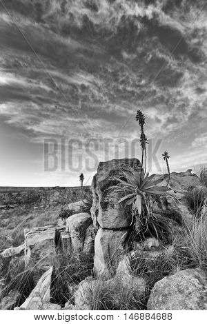Aloe on high mountain rocks landscape sunset with cloudy skies