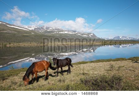 Cavalli vicino al lago di montagna