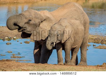 Elephant friends drinking at a waterhole in Africa