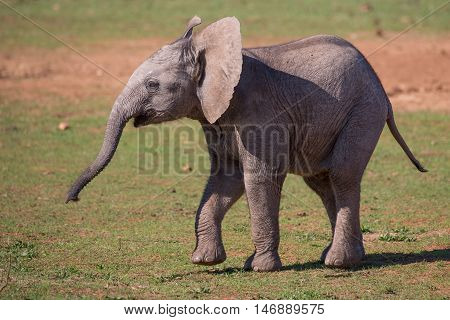 Playful baby African elephnat with wrinkly skin and long trunk