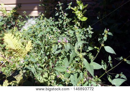 Black horehound (Ballota nigra) blooms in Harbor Springs, Michigan during August.