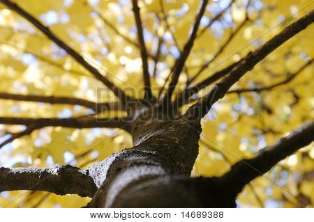 Fall Foliage Photographed Up Trunk