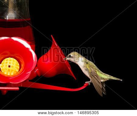 Female ruby-throated hummingbird drinking from a red feeder. Vivid colors isolated on black. Close up image with significant detail.