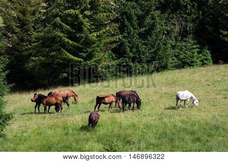beautiful horses grazing in a pasture in the mountains on the background of pine forest